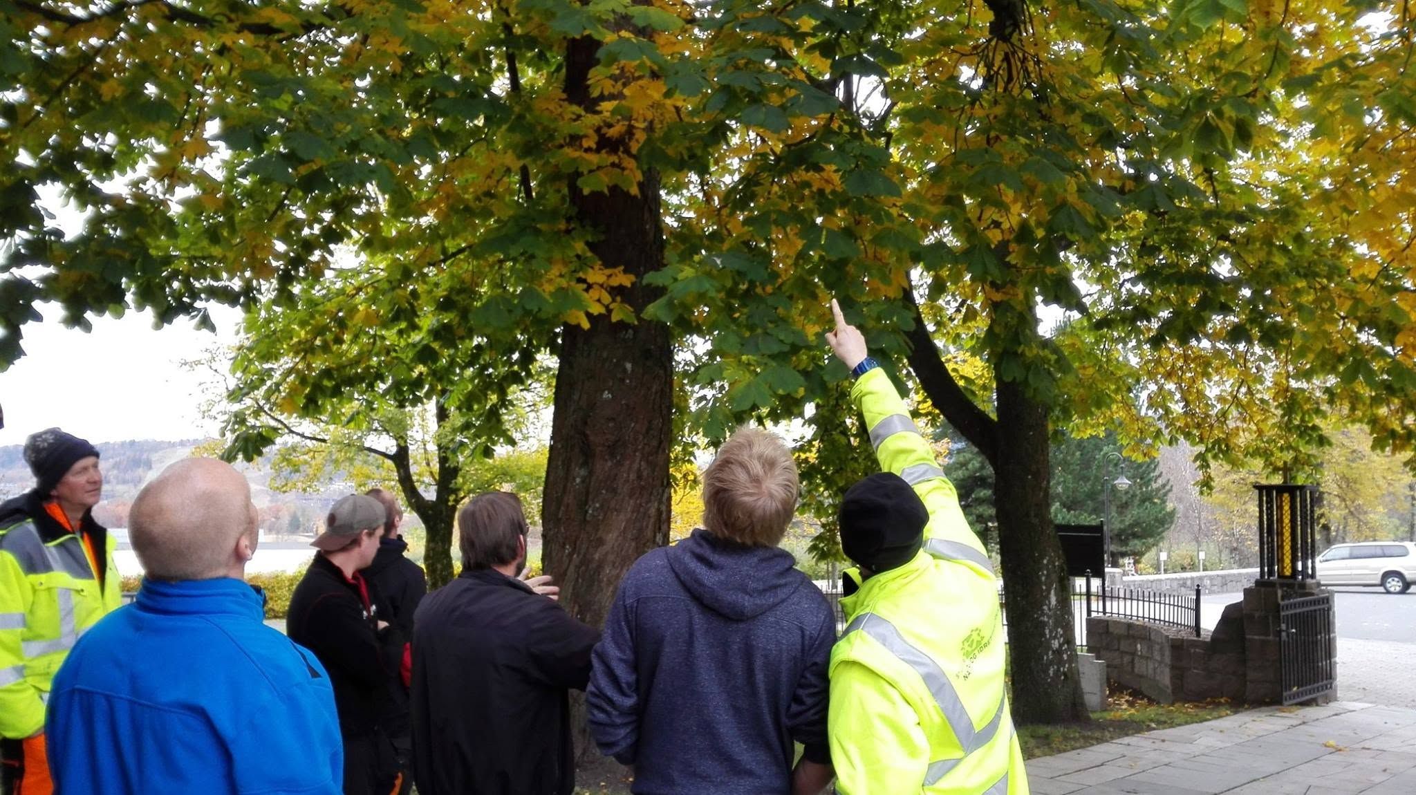 Gruppe på befaring ved et tre sammen med arborist
