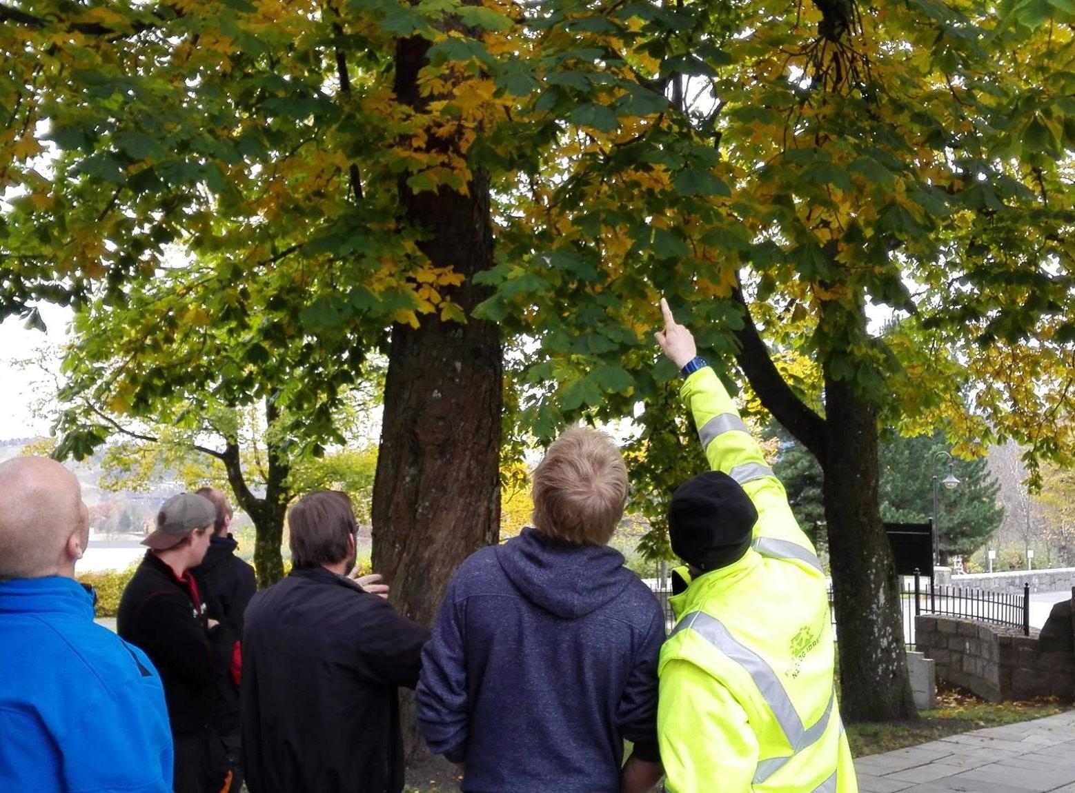 Gruppe på befaring ved et tre sammen med arborist