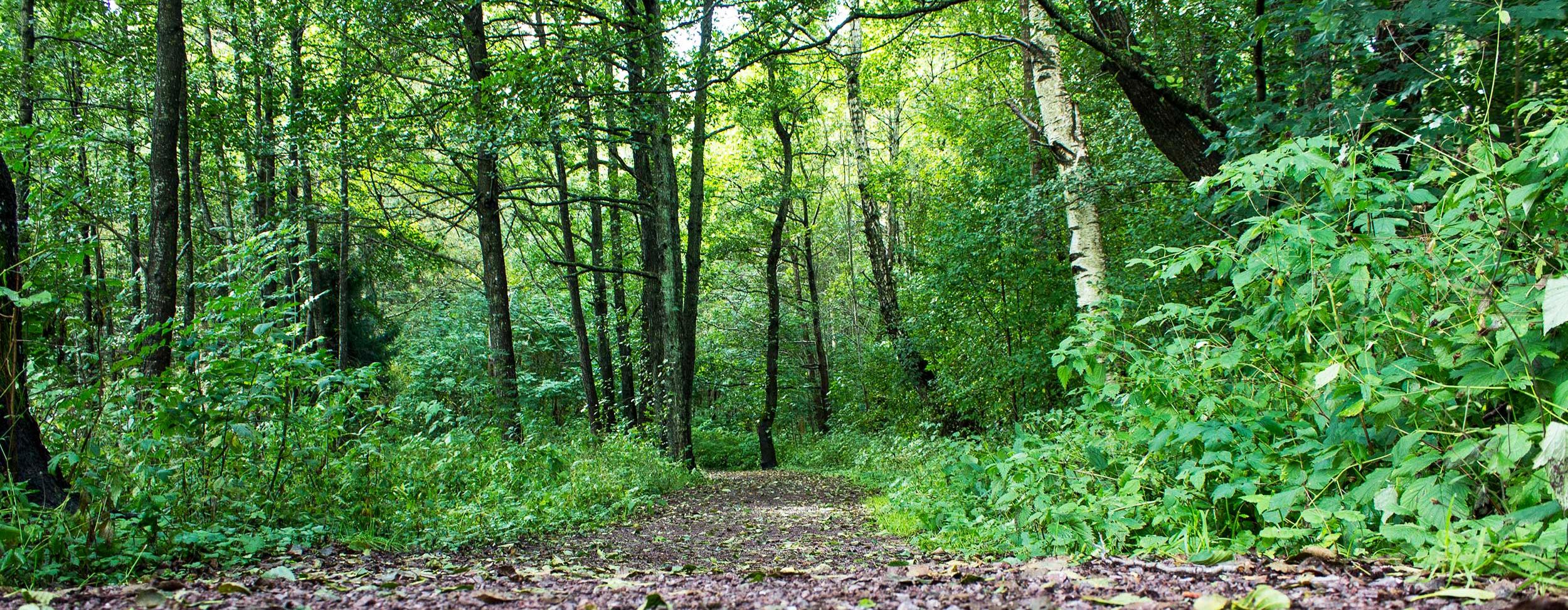 Forsikring