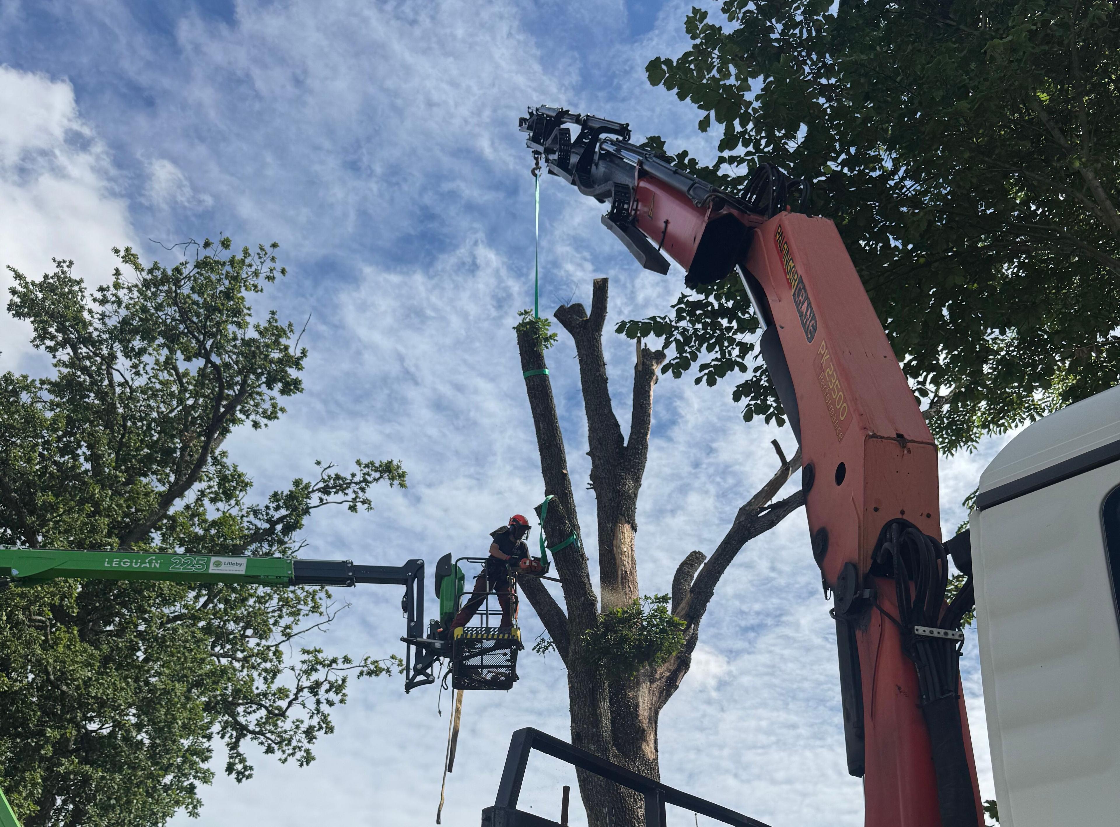 Trefelling