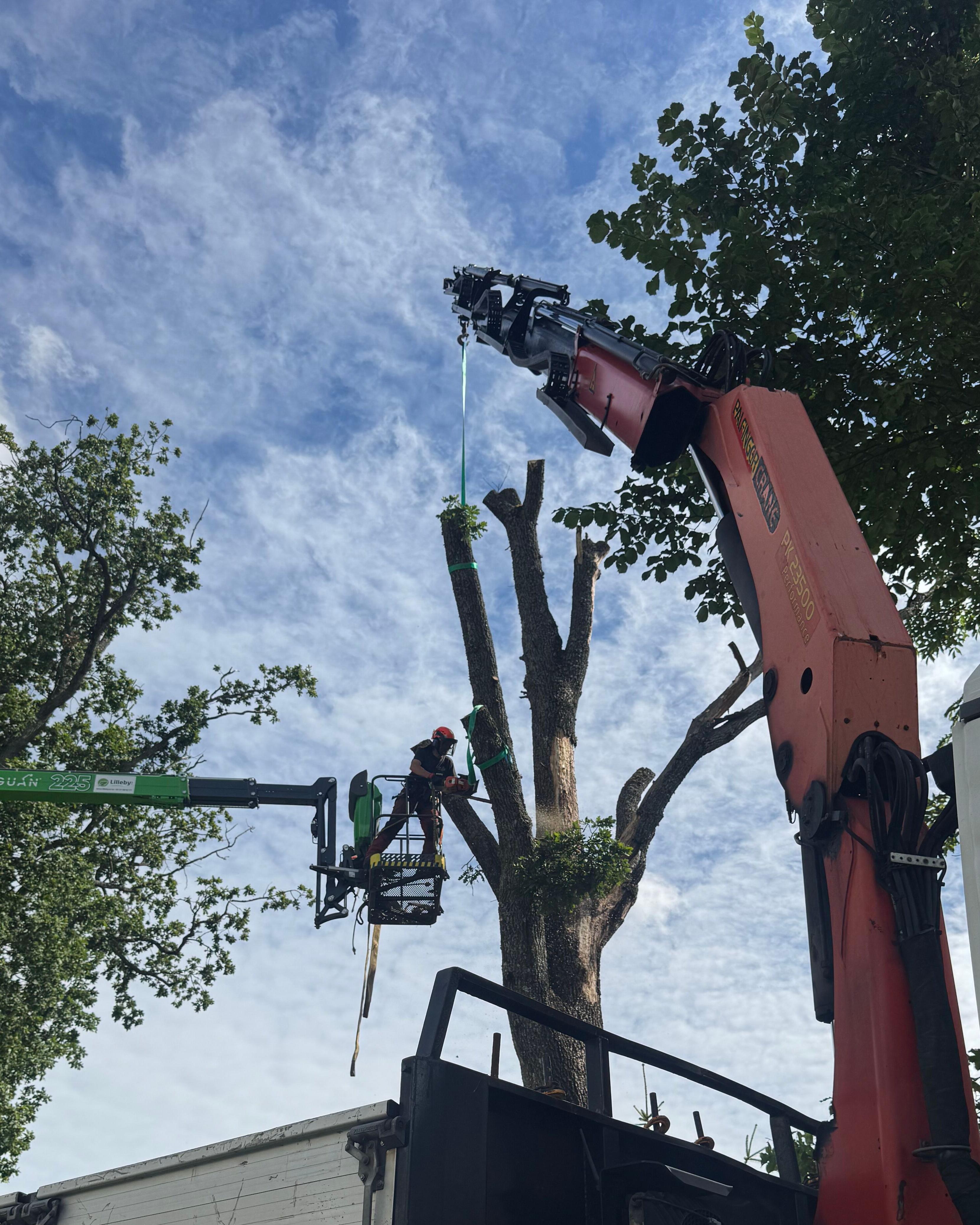 Trefelling