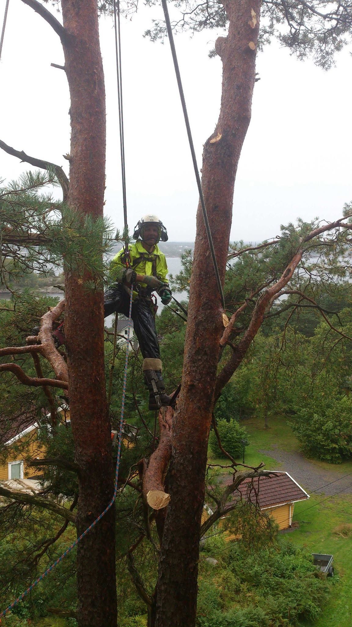 Arborist klatrer i en furu