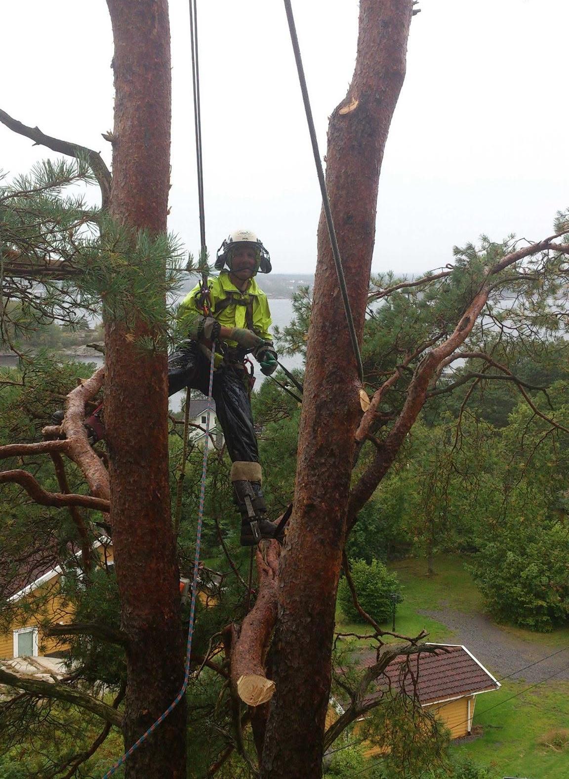 Arborist klatrer i en furu