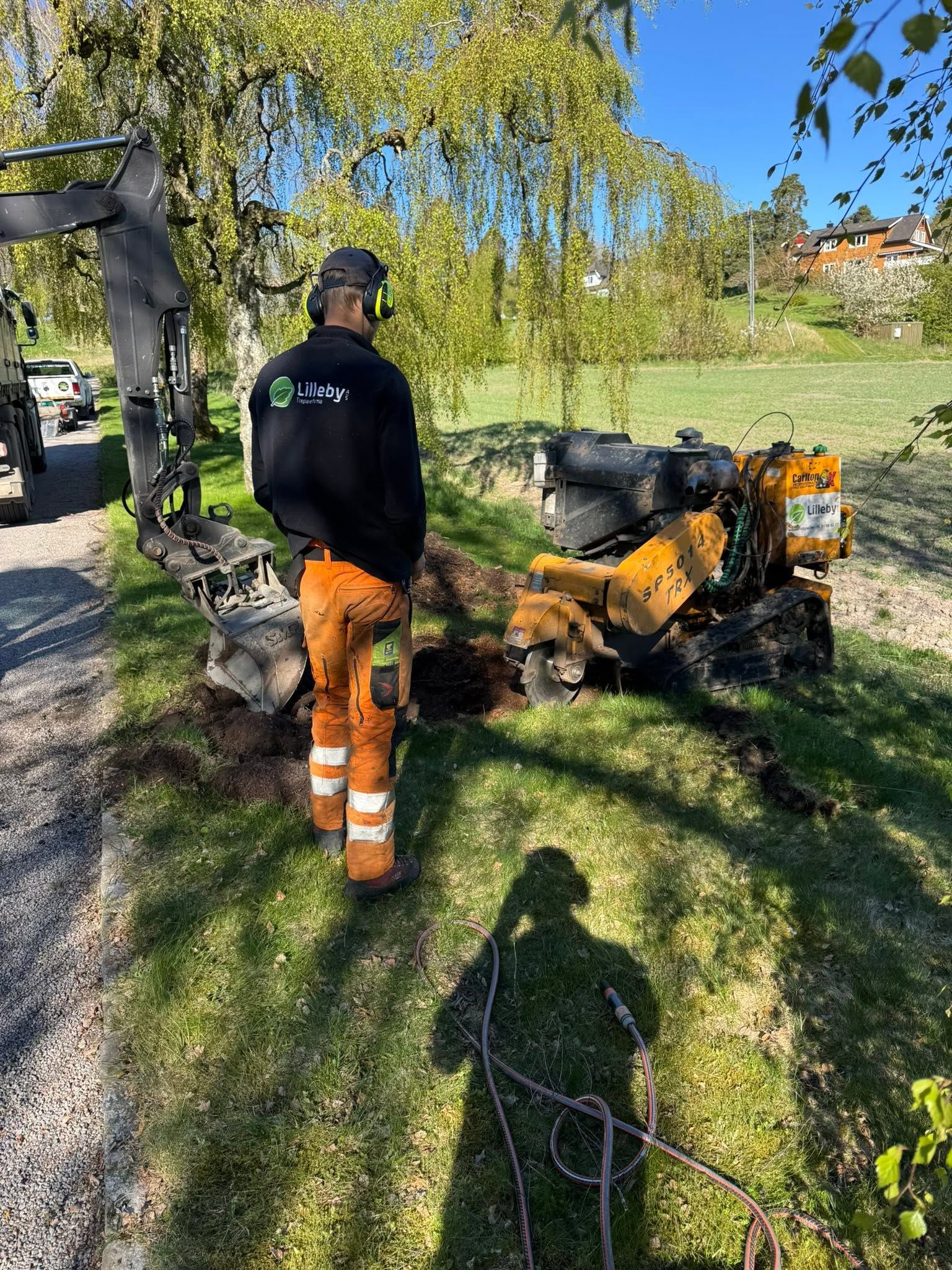 Arborist med stubbefreser i arbeid på en plen