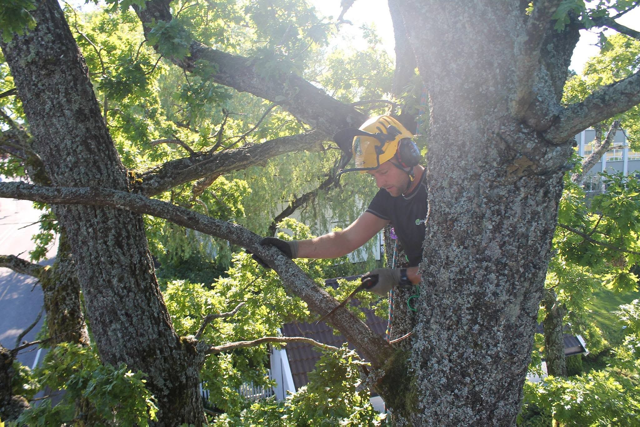 Arborist med motorsag klatrer i en trekrone