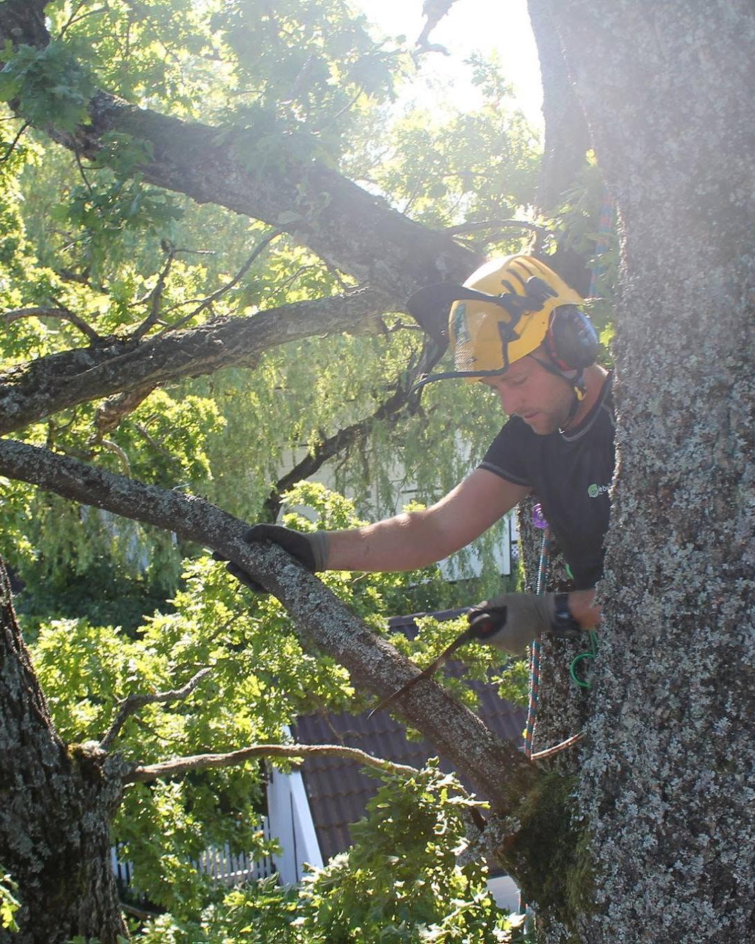 Arborist med motorsag klatrer i en trekrone