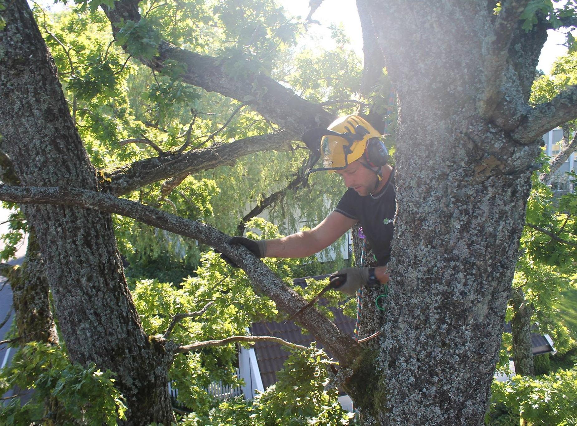 Arborist med motorsag klatrer i en trekrone