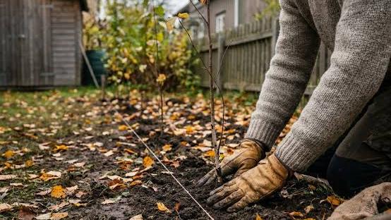 Høstplanting, ja takk