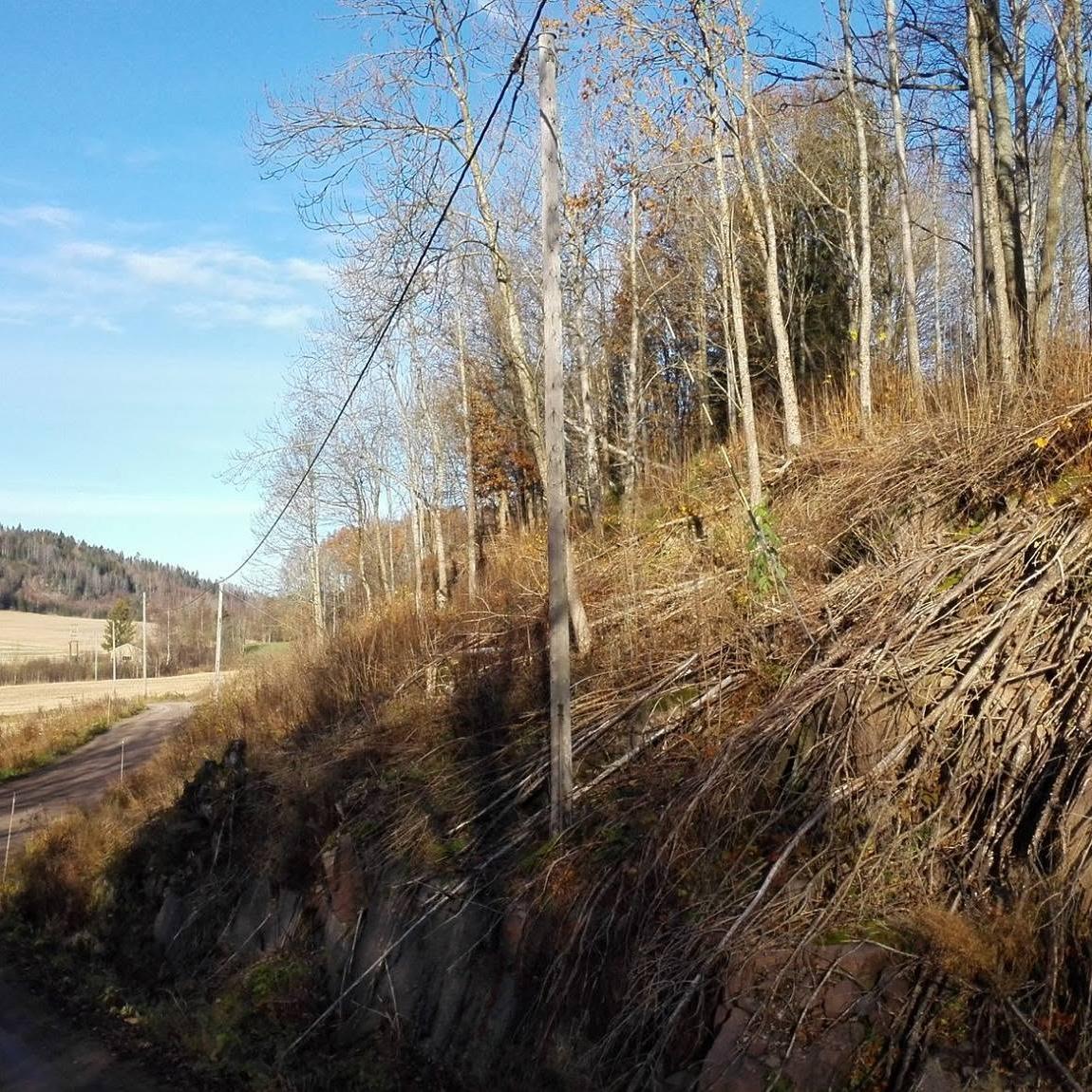 Vegetasjon ryddet langs en veiskråning
