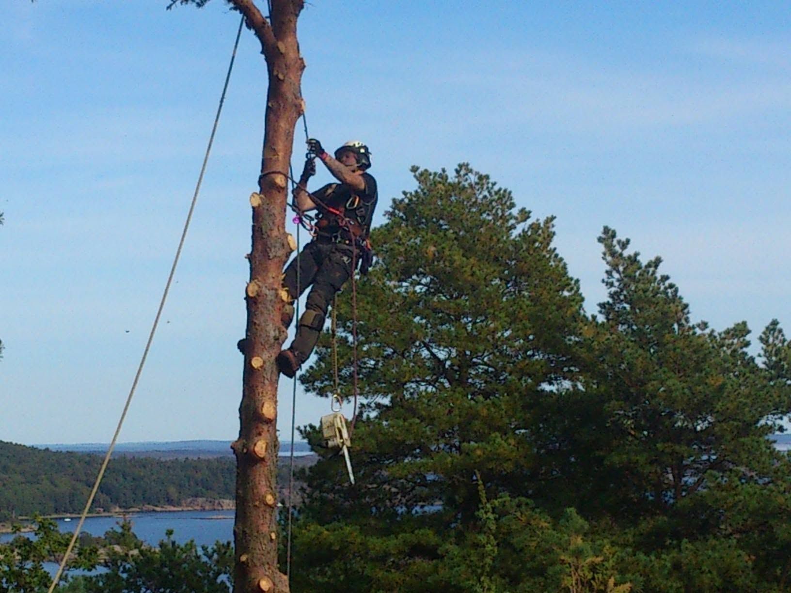 Arborist på en toppet furu med utsikt mot sjøen