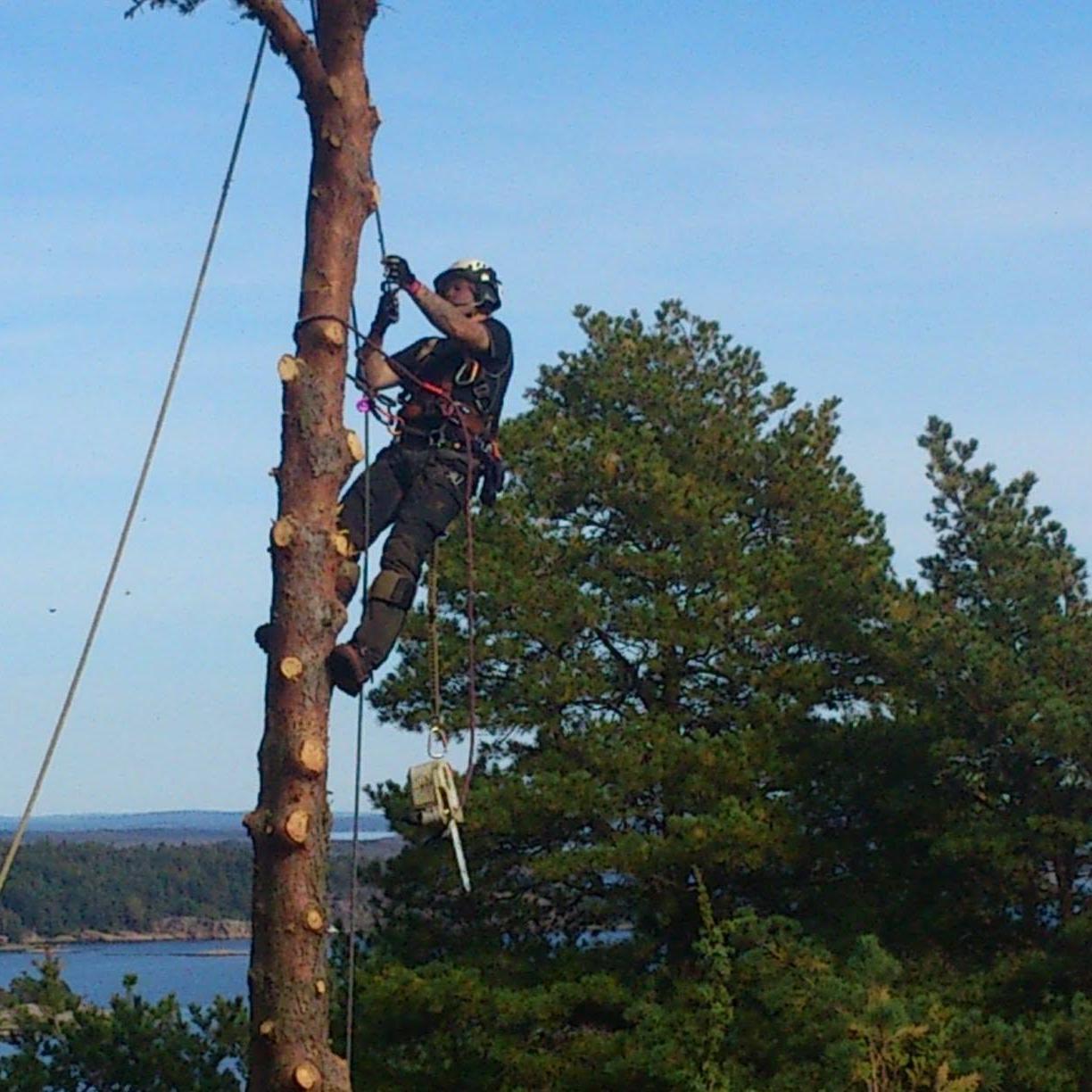 Arborist på en toppet furu med utsikt mot sjøen