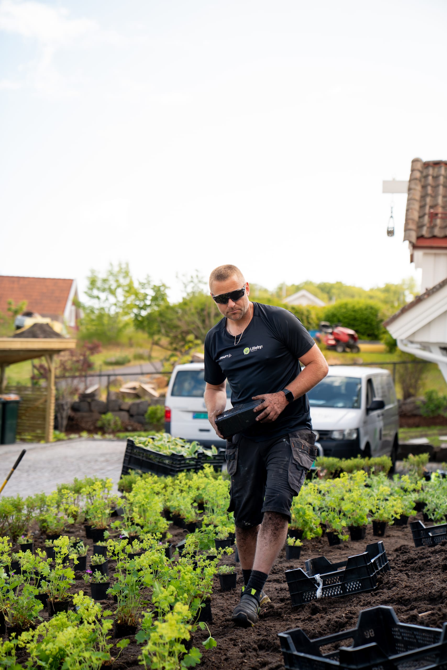 Utplanting av sommerblomster i stort bed