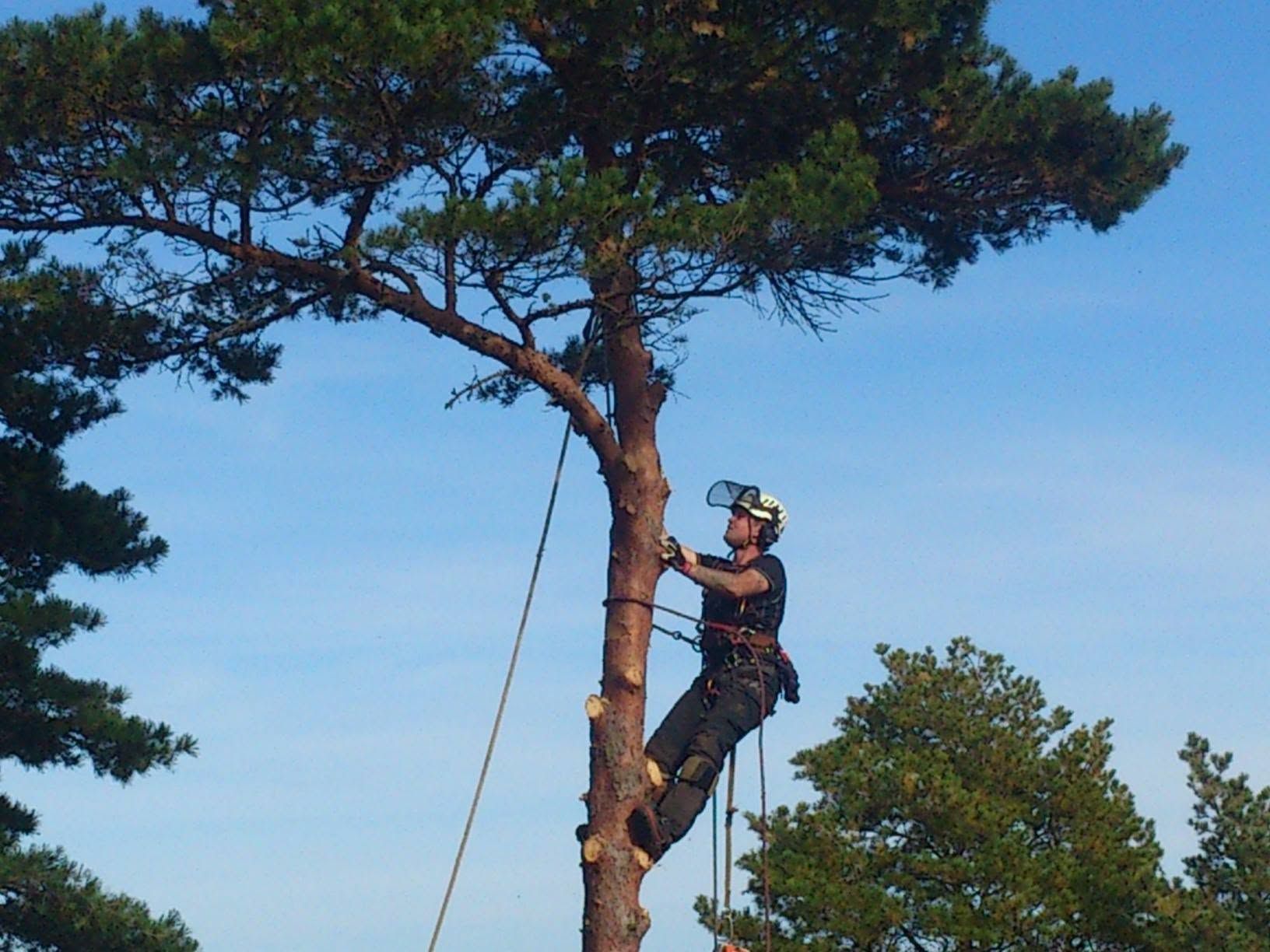 Arborist klatrer på en furustamme