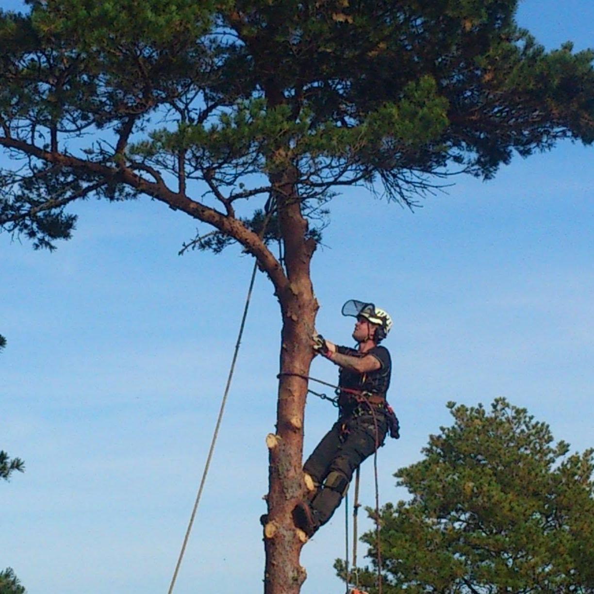 Arborist klatrer på en furustamme