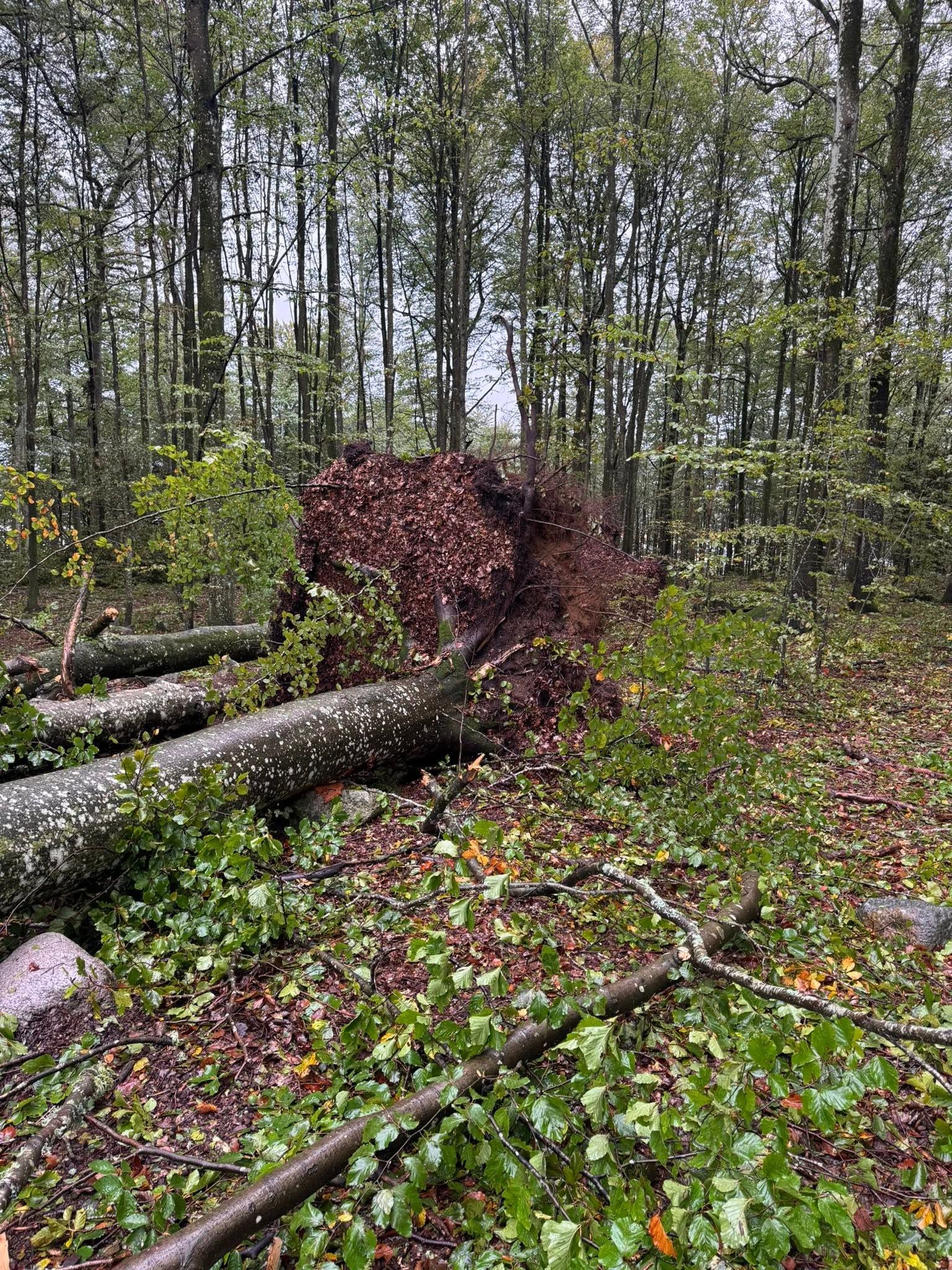 Vindfelt tre med rotvelte i skogbunnen