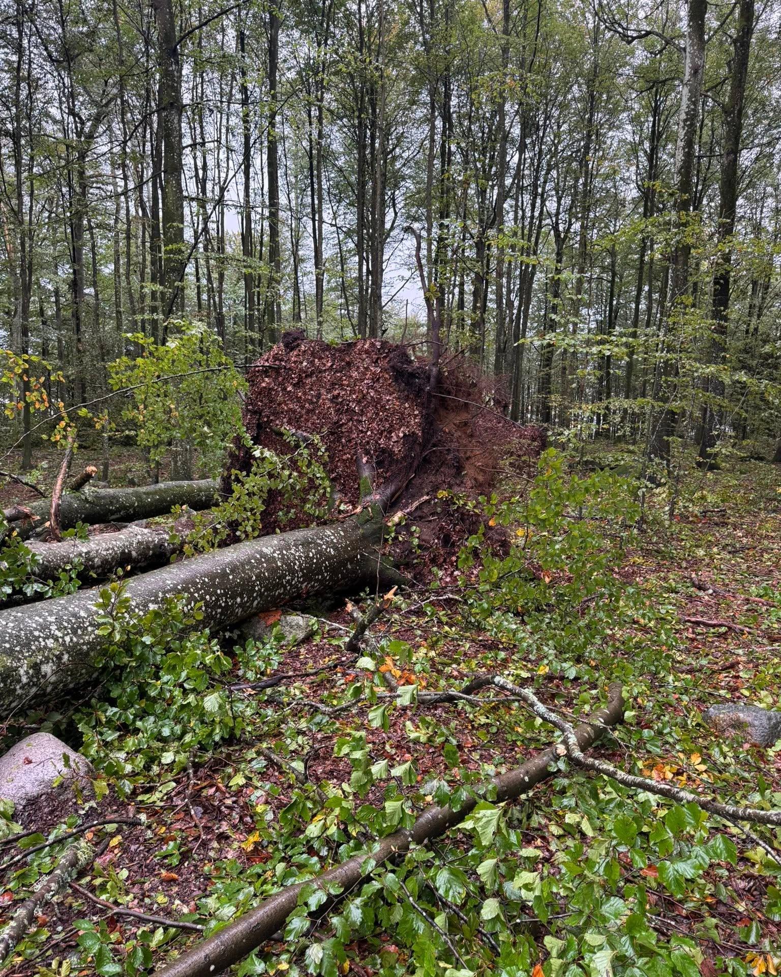 Vindfelt tre med rotvelte i skogbunnen