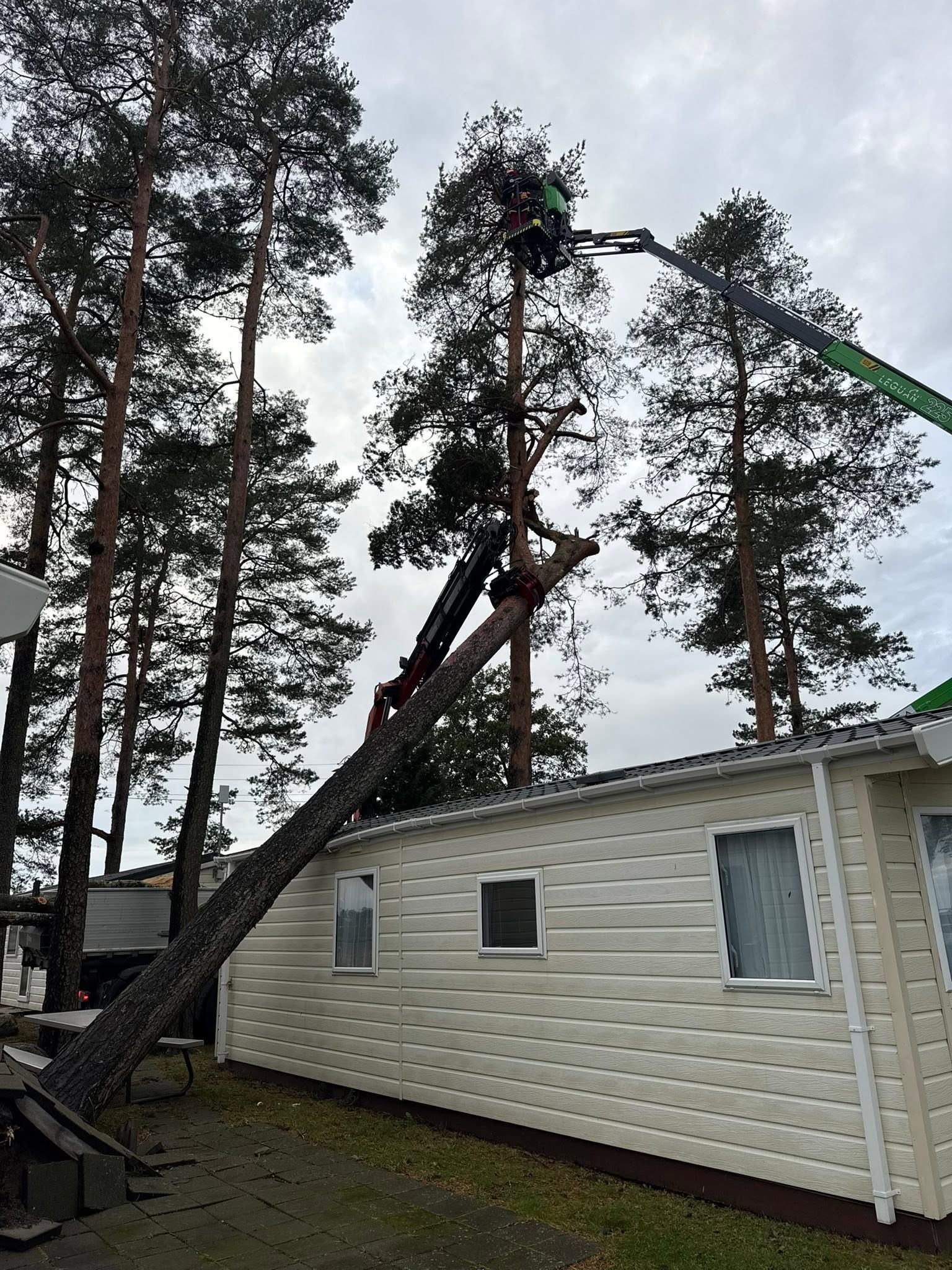 Lift strekker seg opp i furukronene