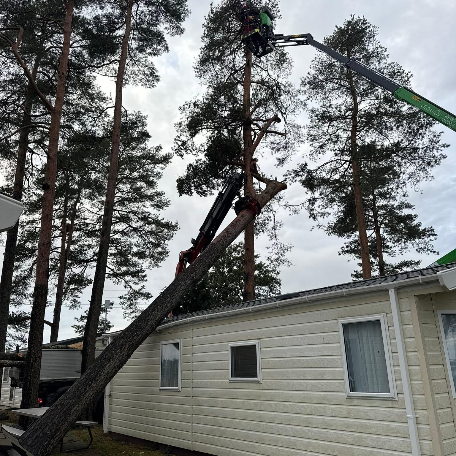 Lift strekker seg opp i furukronene