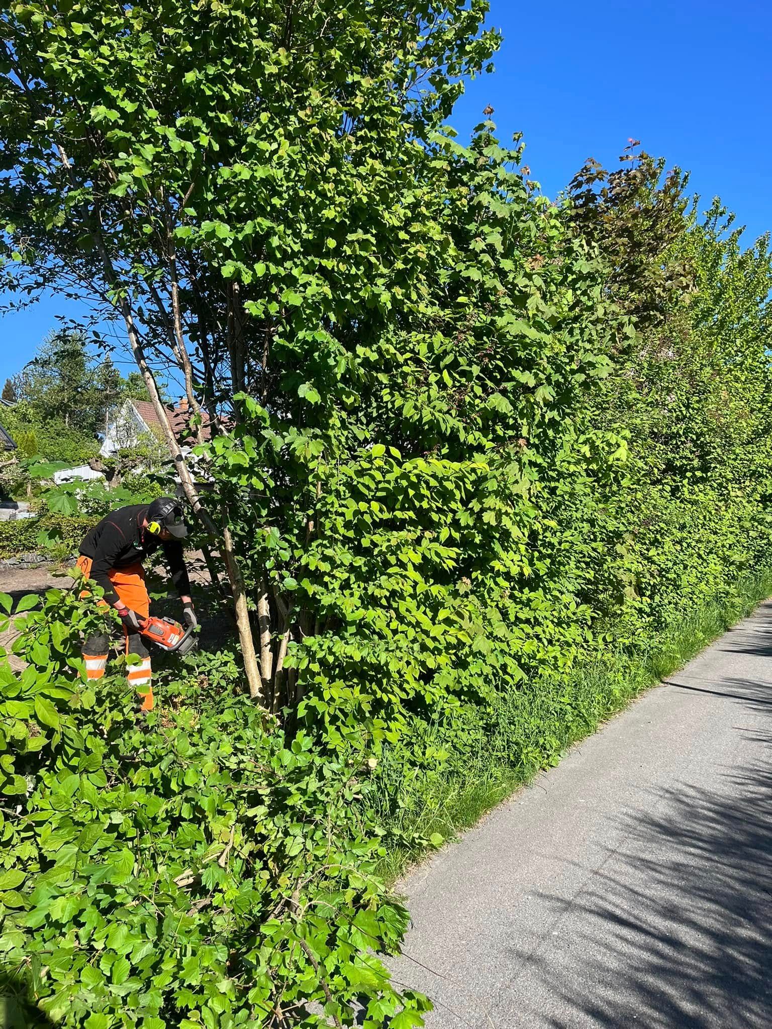 Gartner klipper hekk langs en gangvei