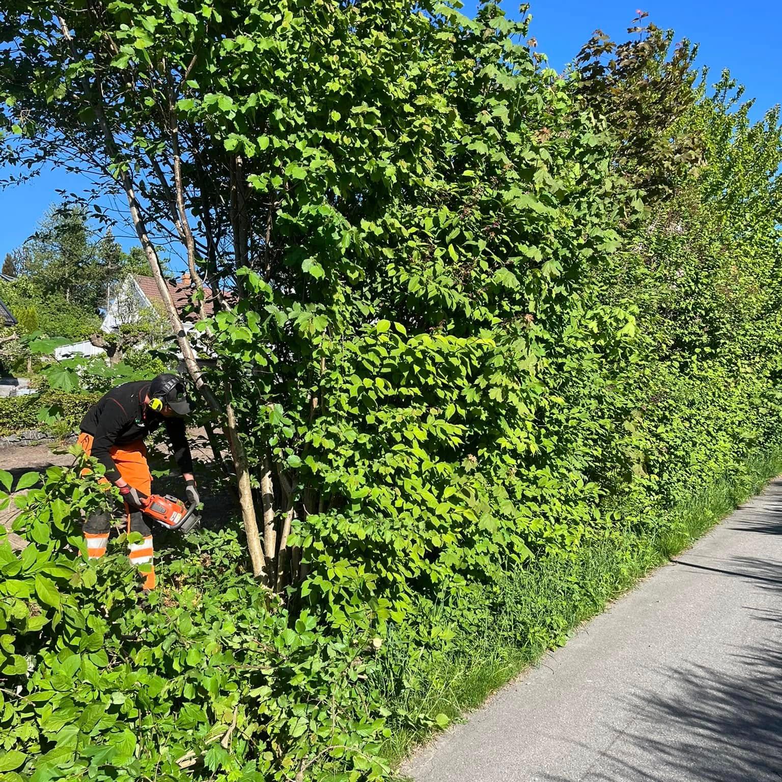 Gartner klipper hekk langs en gangvei