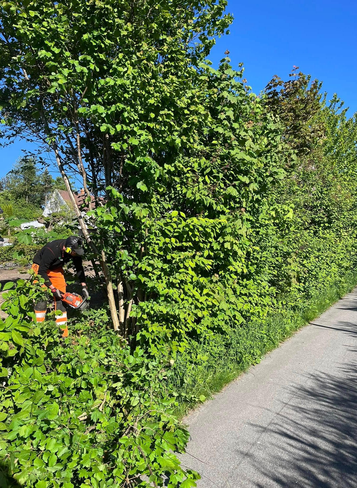 Gartner klipper hekk langs en gangvei