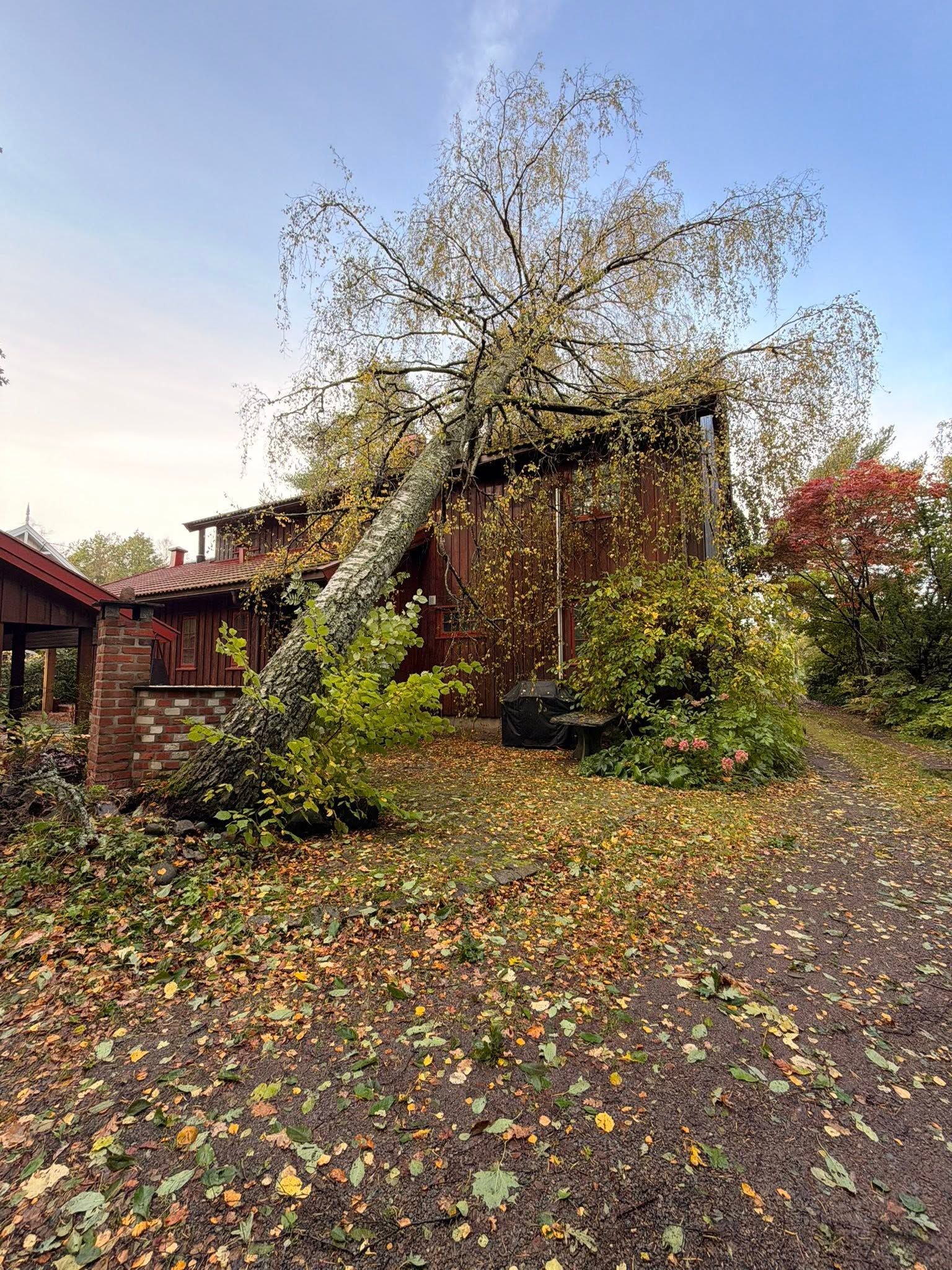 Stormfelt tre som har lagt seg over en hytte