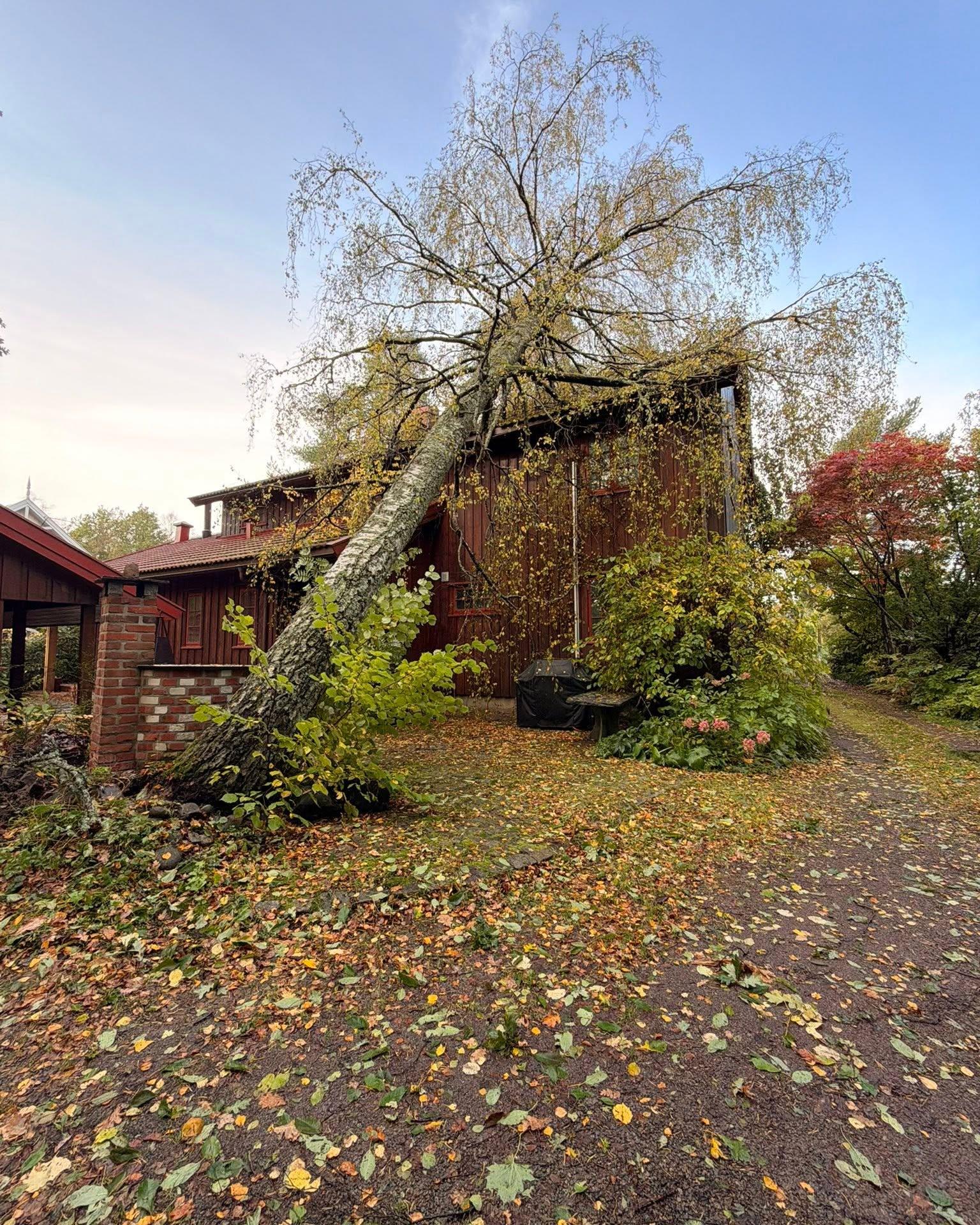 Stormfelt tre som har lagt seg over en hytte