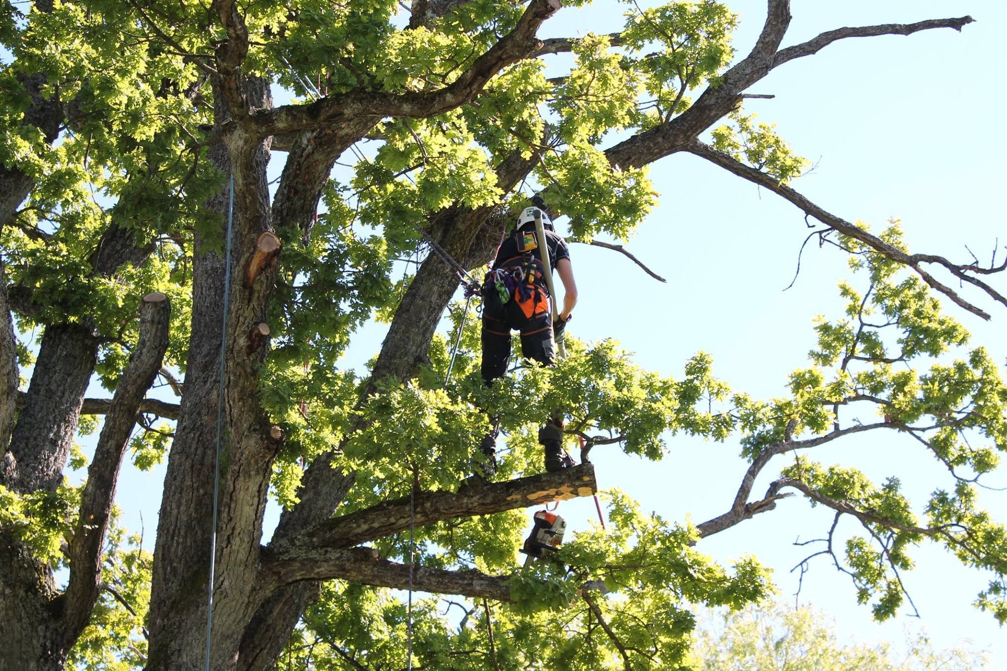 Arborist høyt oppe i kronen på en stor eik
