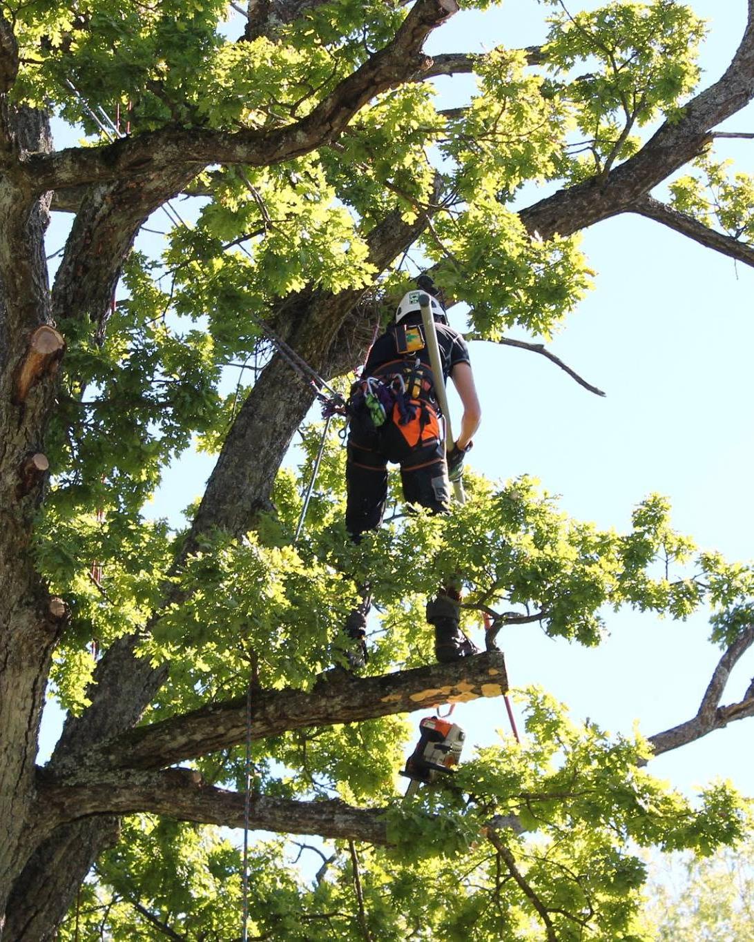 Arborist høyt oppe i kronen på en stor eik