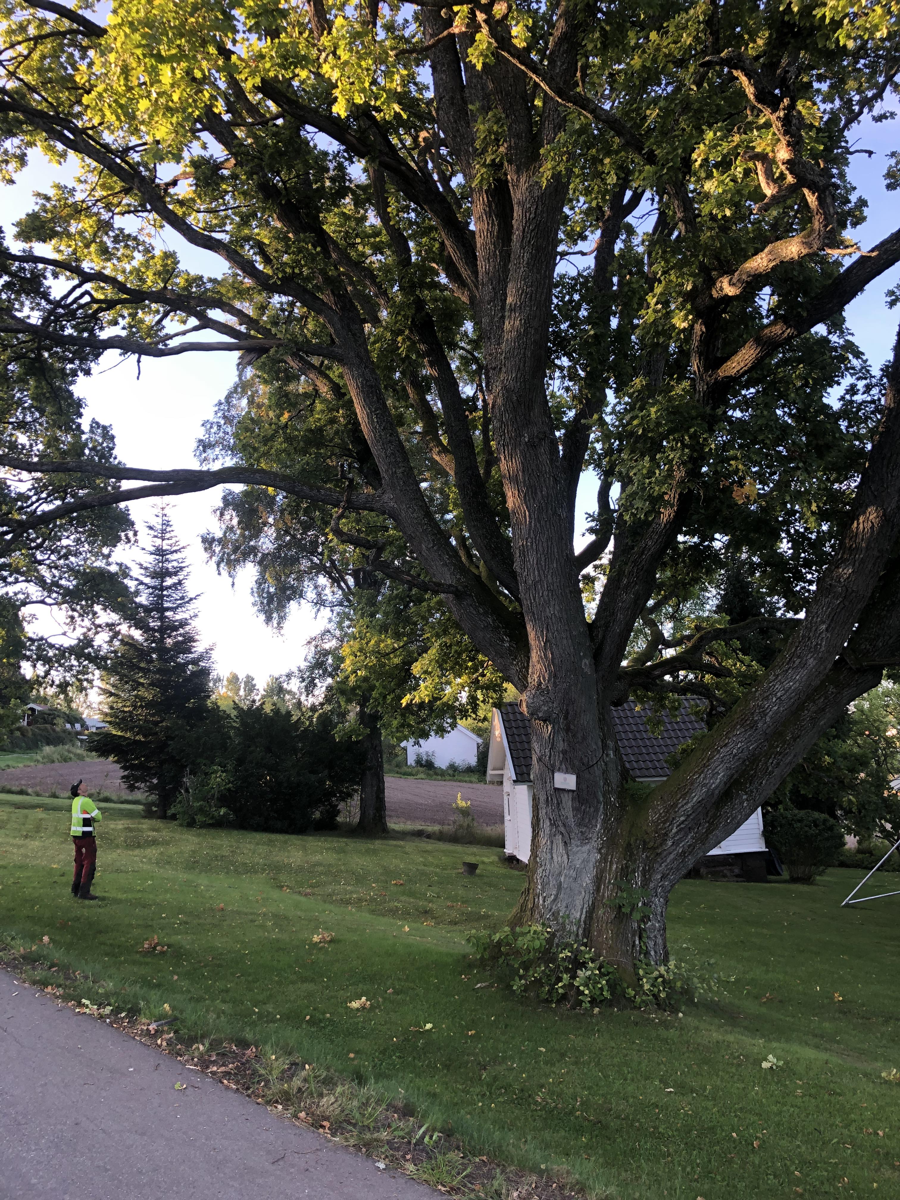 Rådgivning