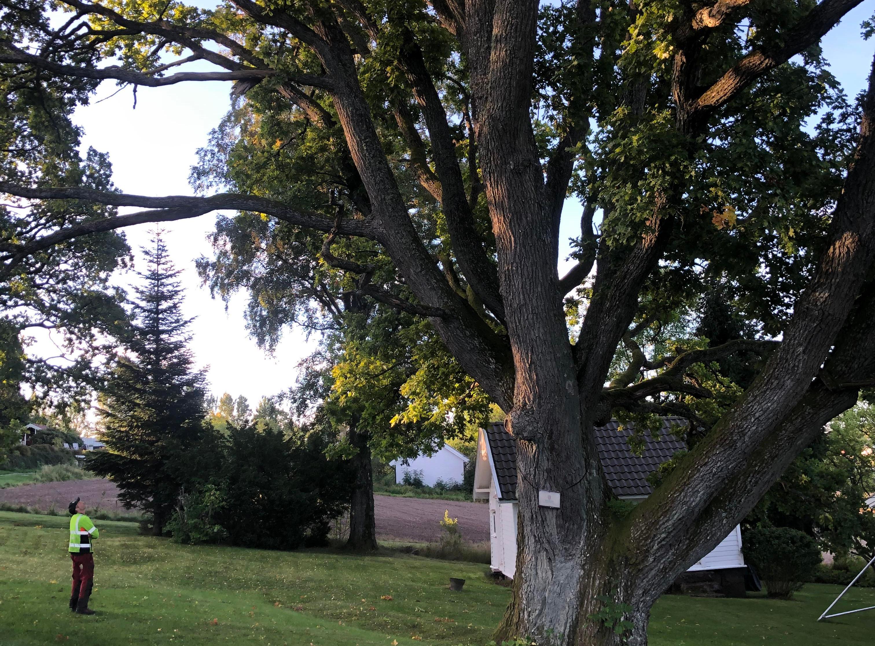 Rådgivning