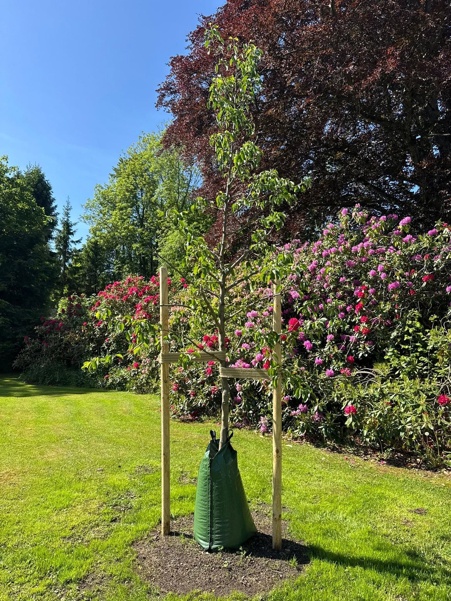 Nyplantet tre ved blomstrende rhododendron