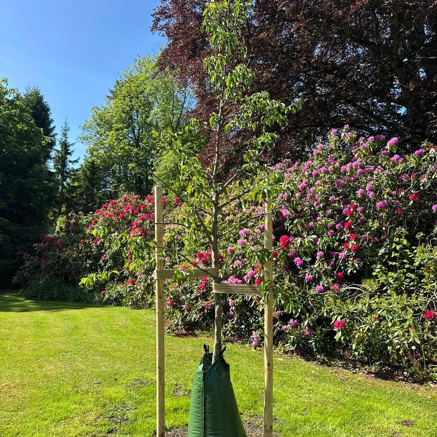 Nyplantet tre ved blomstrende rhododendron