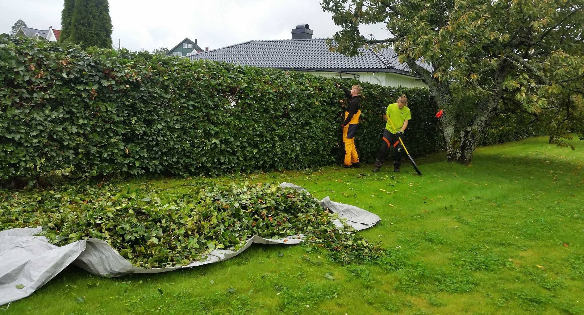 Hekkeklipping med avklipp samlet på presenning