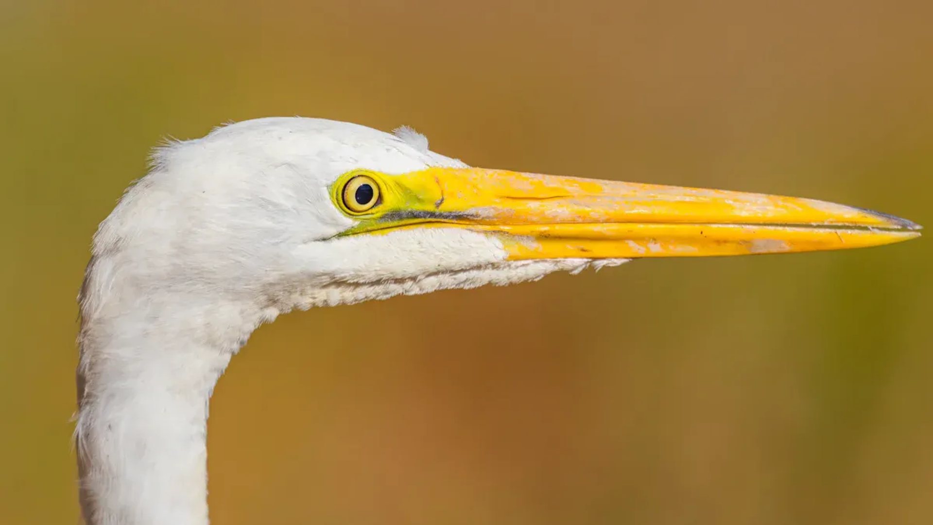 10 Must-Try Free AI Image Enhancers for Sharper Photos