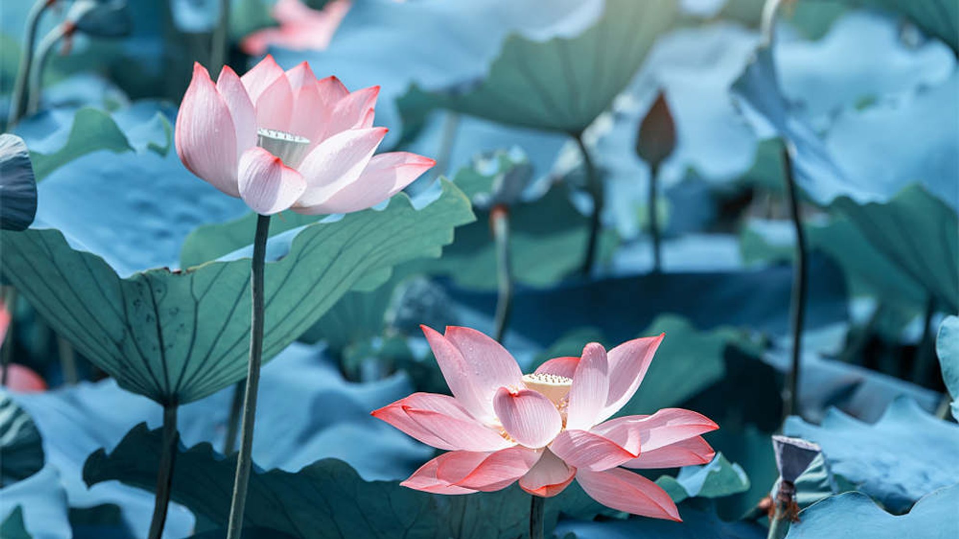 Lotus after rain, poetic and technological beauty under the lens of VERTU METAVERTU II