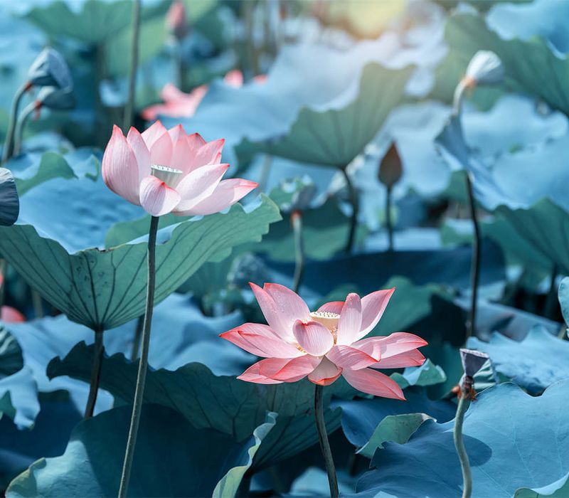 Lotus after rain, poetic and technological beauty under the lens of VERTU METAVERTU II