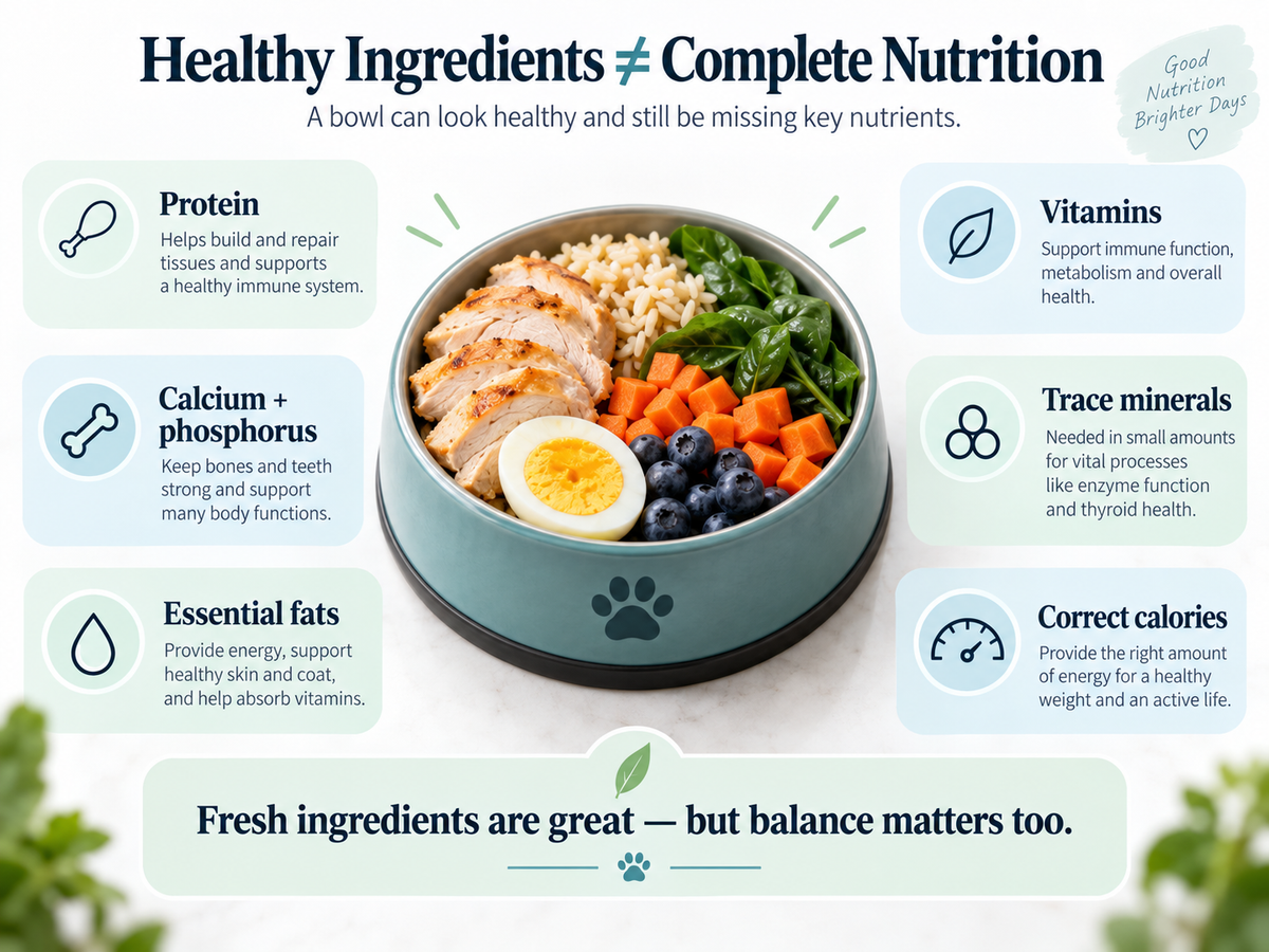 Infographic showing a bowl of fresh home-cooked pet food surrounded by six essential nutritional considerations: protein, calcium and phosphorus, essential fats, vitamins, trace minerals, and appropriate calories. The graphic emphasizes that healthy-looking ingredients such as chicken, rice, vegetables, eggs, and fruit do not automatically create a complete and balanced diet for dogs or cats, highlighting the importance of proper nutritional balance in homemade pet food