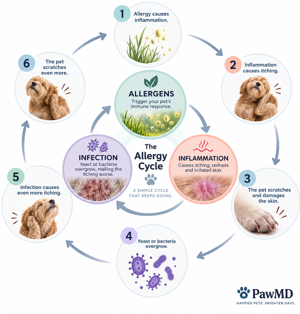Infographic showing the six-step allergy cycle in pets: allergens cause inflammation, inflammation causes itching, scratching damages the skin, yeast or bacteria overgrow, infection increases itching, and the pet scratches even more. SEO image description: PawMD pet allergy cycle infographic explaining how environmental allergens can trigger inflammation and itching in dogs and cats, leading to scratching, skin damage, yeast or bacterial infections, and worsening itch that continues the allergy cycle.