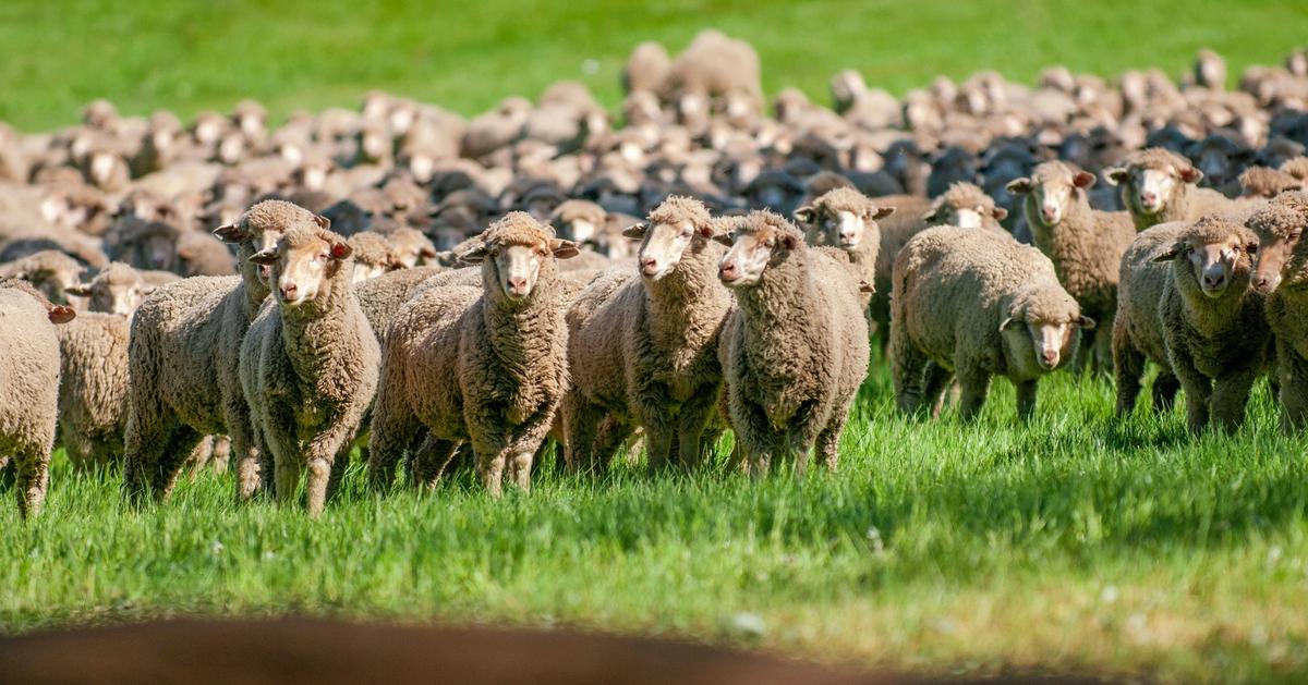 Stado owiec merynosów pasących się na zielonym pastwisku. Gęste, delikatne runo merynosów jest cenione jako źródło wysokiej jakości wełny merino wykorzystywanej do produkcji luksusowych tkanin i przędz.