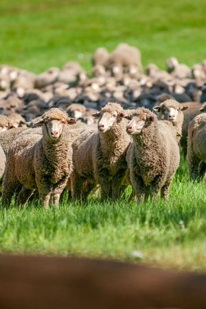 Stado owiec merynosów pasących się na zielonym pastwisku. Gęste, delikatne runo merynosów jest cenione jako źródło wysokiej jakości wełny merino wykorzystywanej do produkcji luksusowych tkanin i przędz.