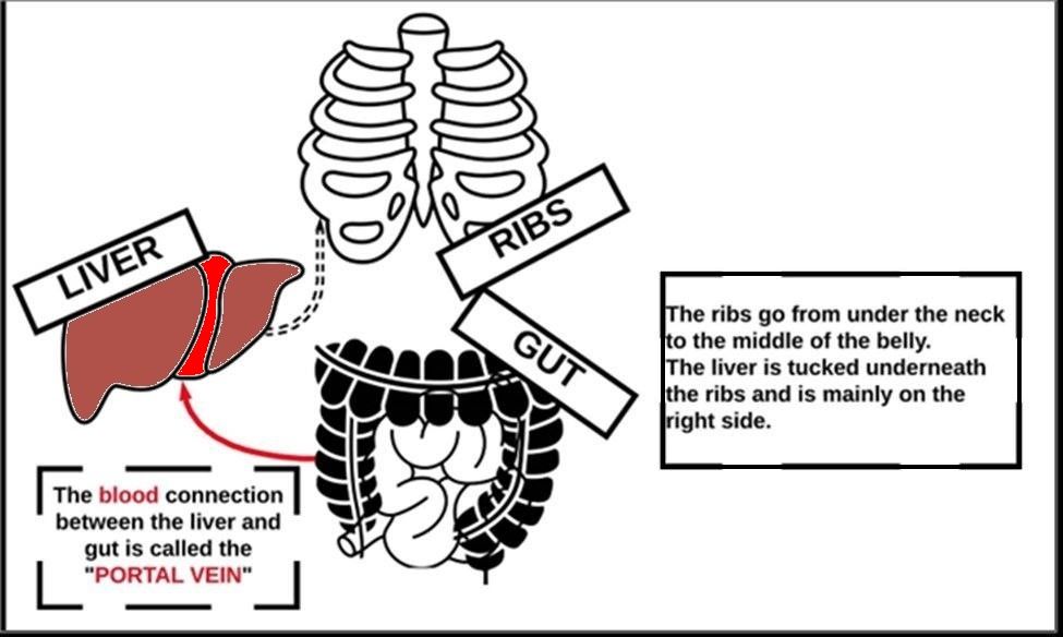 Illustration showing the location of the liver on the right side of the body underneath the ribs