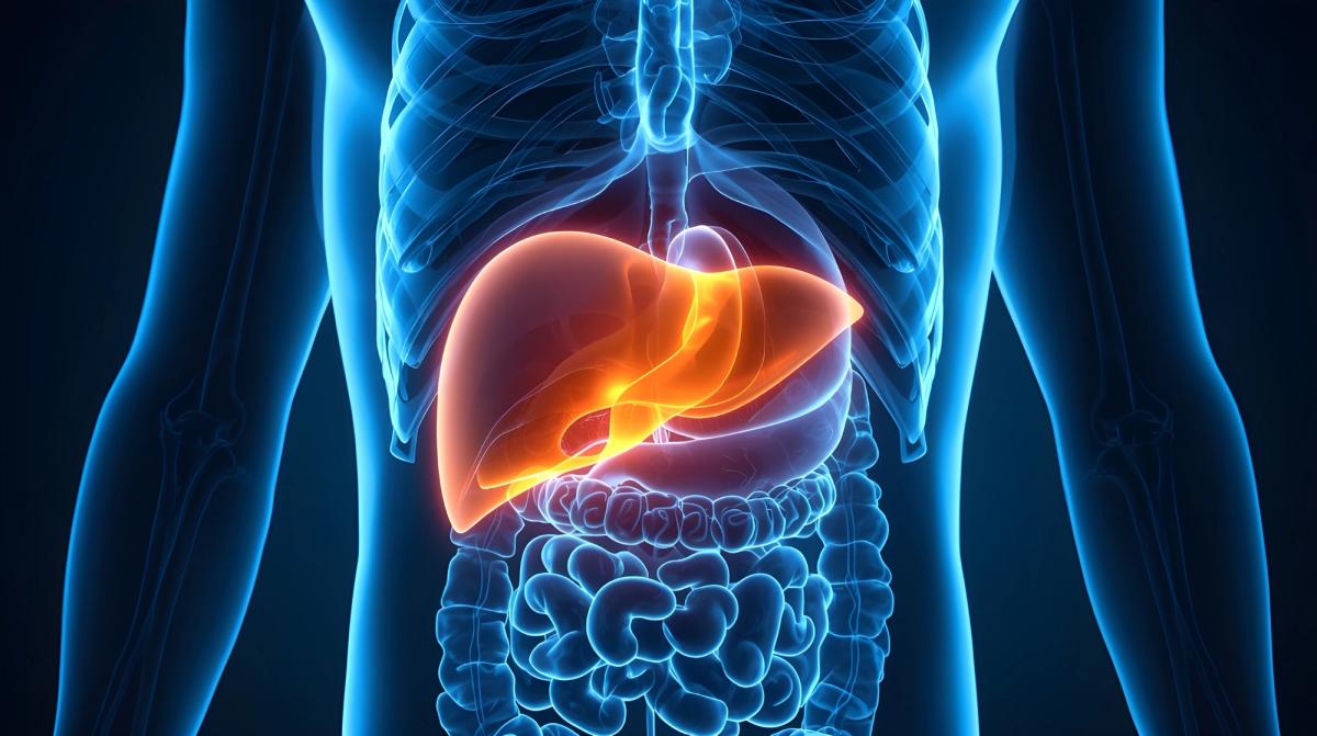 liver inside body