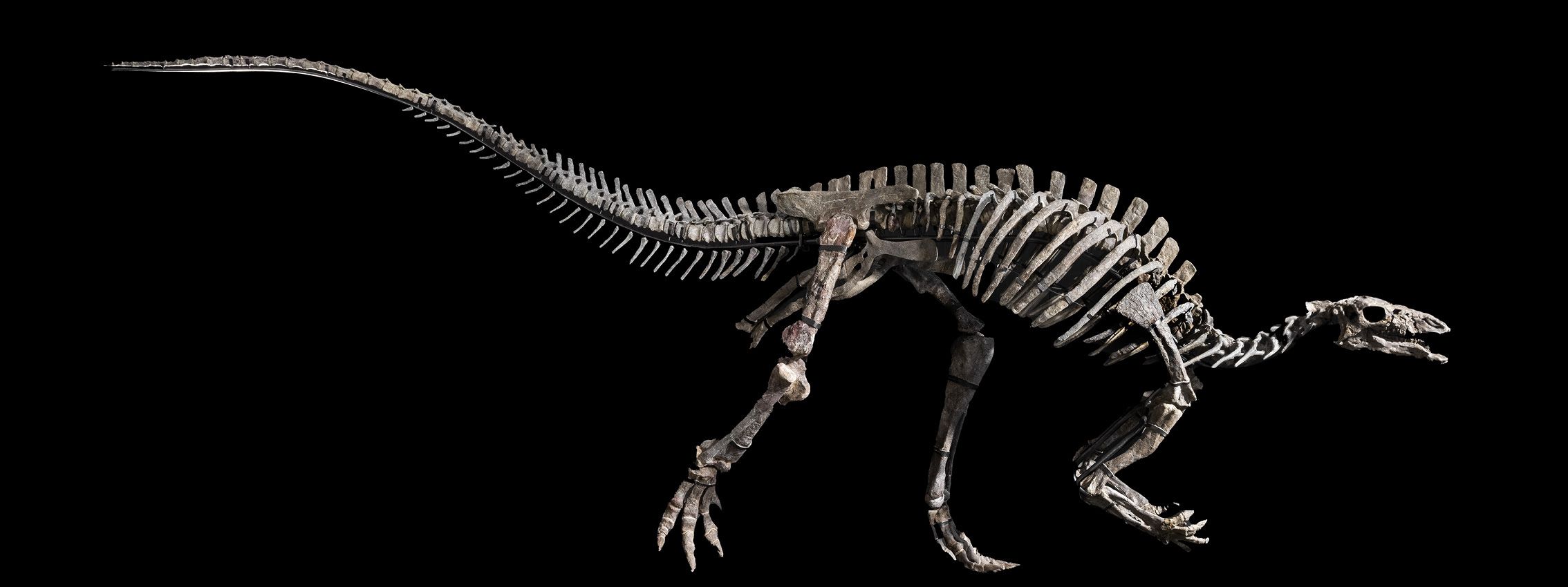 Barry, Iguanodontia, Camptosaurus sp., Jurassique Supérieur (150-145 Ma), vendu 932 000 euros. © Vincent Girier Dufournier / Giquello