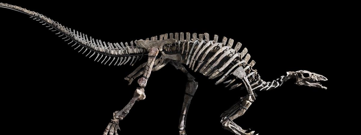 Barry, Iguanodontia, Camptosaurus sp., Jurassique Supérieur (150-145 Ma), vendu 932 000 euros. © Vincent Girier Dufournier / Giquello