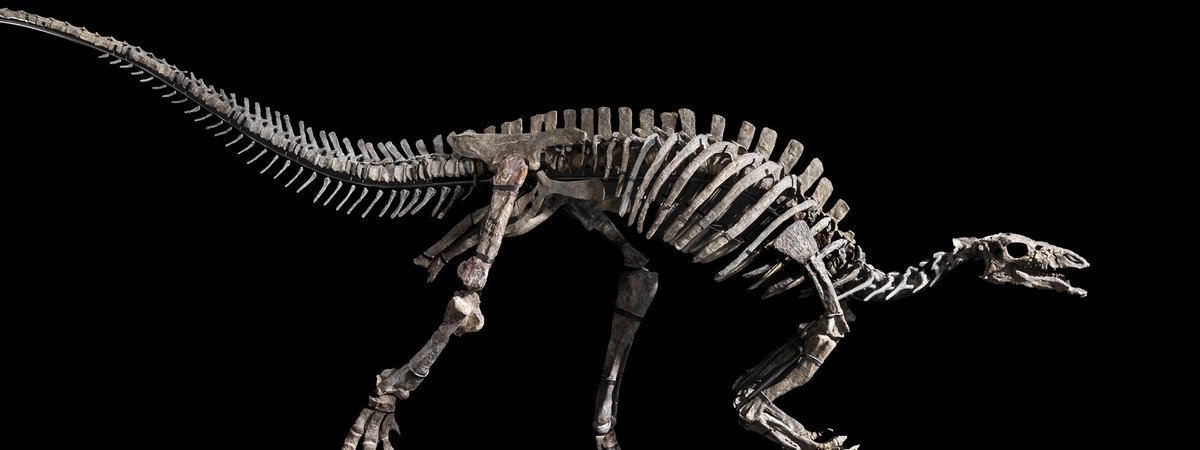 Barry, Iguanodontia, Camptosaurus sp., Jurassique Supérieur (150-145 Ma), vendu 932 000 euros. © Vincent Girier Dufournier / Giquello