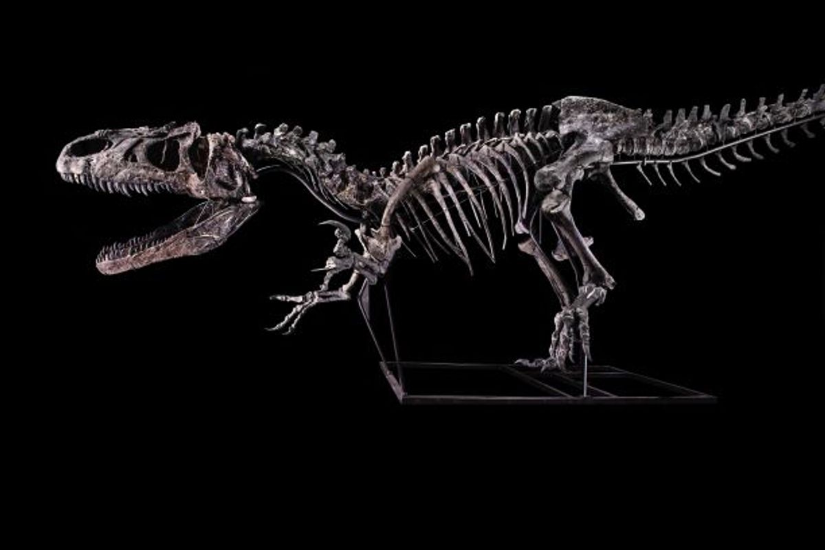 Squelette d’allosaure. © Binoche-Giquello/Drouot.