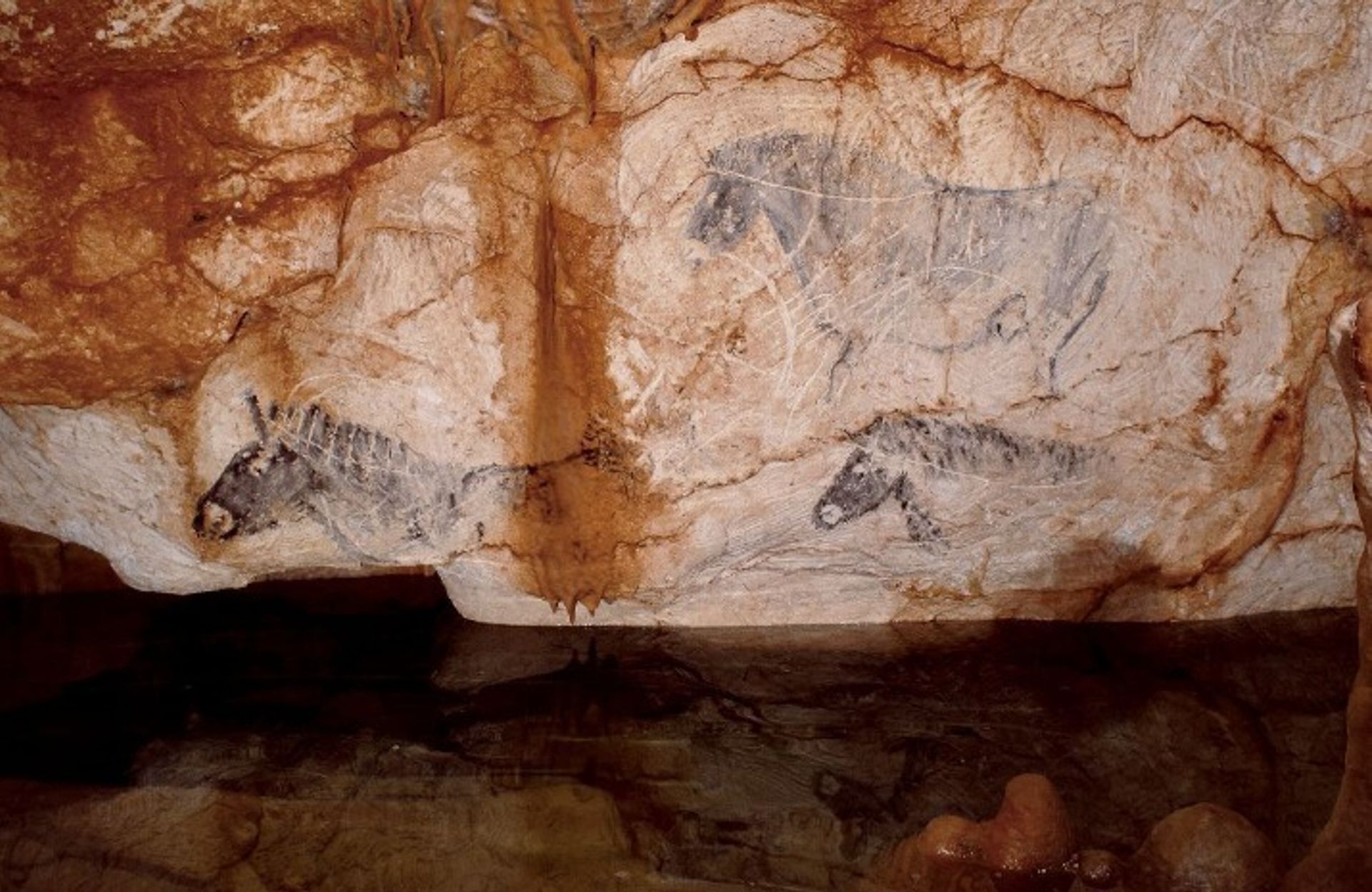 Vue d’un des murs de la grotte Cosquer.  ©  Kléber Roussillon 