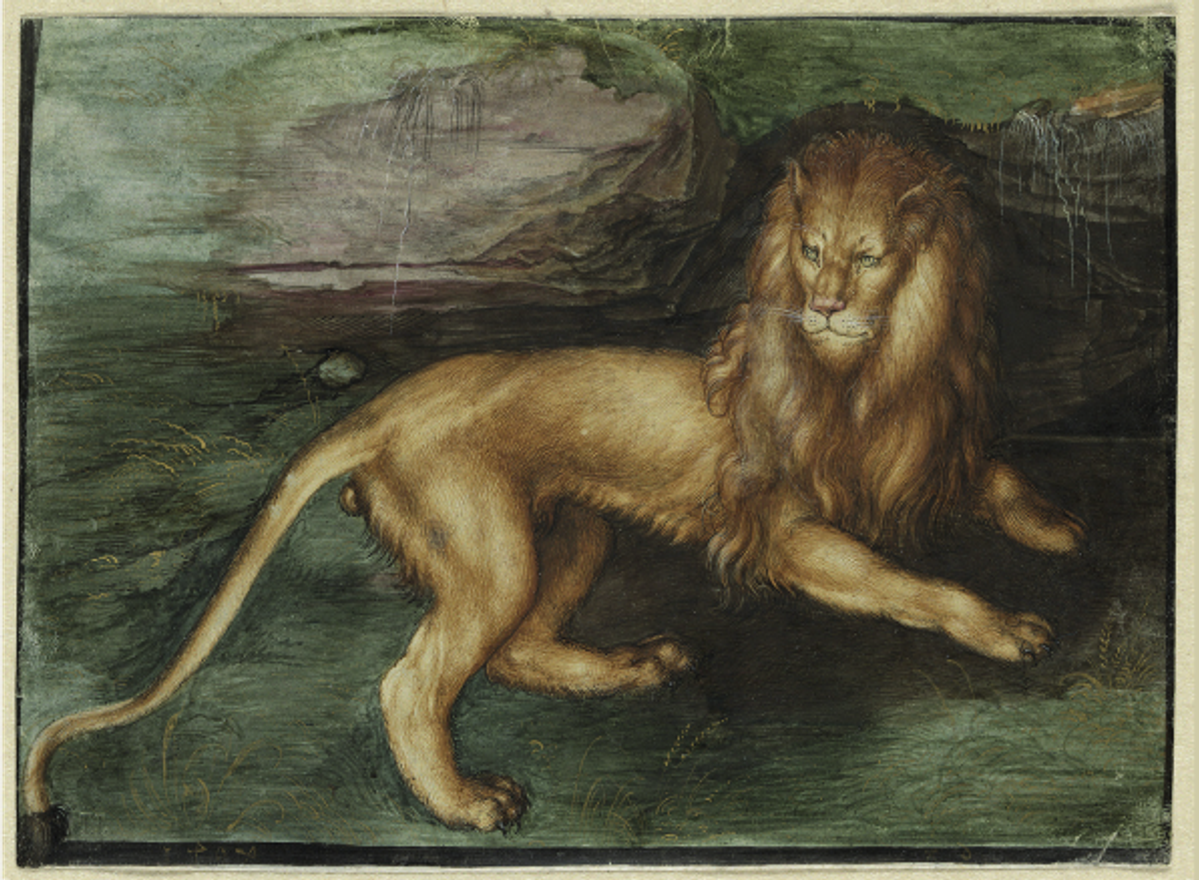 Albrecht Dürer, Un Lion, 1494, gouache sur parchemin, 12,6 x 17,2 cm. Kupferstichkabinett, Hamburger Kunsthalle. © Photo Scala, Florence/ bpk, Bildagentur für Kunst, Kultur und Geschichte, Berlin / Photo : Christoph Irrgang