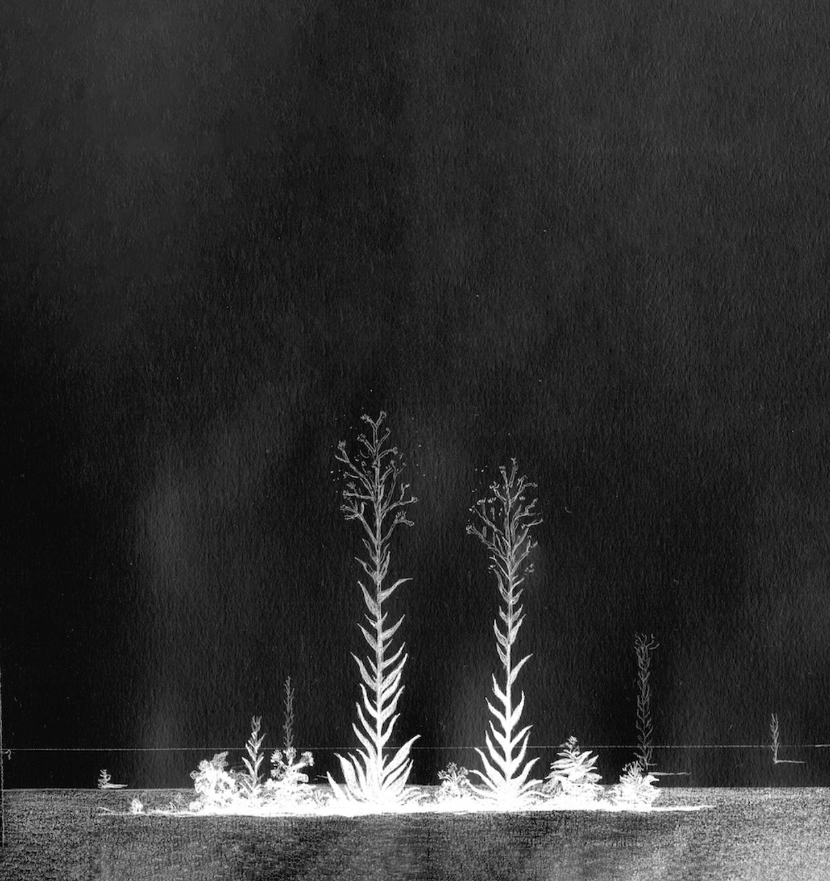 Hippolyte Cupillard, Rudérales (dessin préparatoire), 2024.
© Hippolyte Cupillard